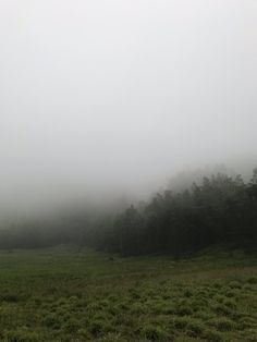 a field with trees and fog in the background