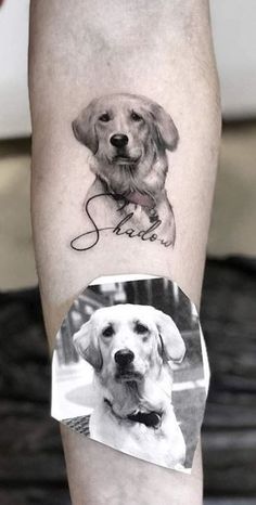 a dog is shown on the left arm with a photo in it's center