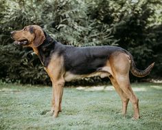 a large dog standing on top of a lush green field