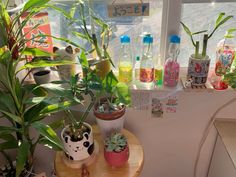 some plants are sitting on a small table in front of a window with lots of bottles