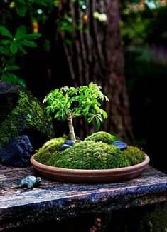 a bonsai tree sitting on top of a plate covered in green moss next to rocks