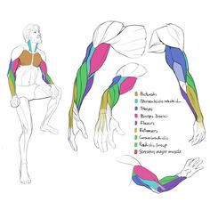 the muscles are labeled in different colors and directions for each individual to use on their body