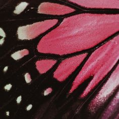 the underside of a pink and black butterfly's wing