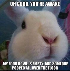 a white rabbit with the caption oh god, you're awake my food bowl is empty and someone pooped all over the floor