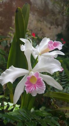 two white and pink flowers with green leaves in the foreground, on a stone wall