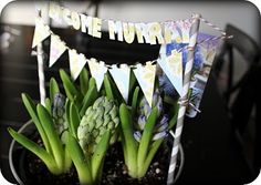 there is a potted plant with succulents and bunting on it