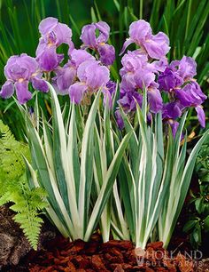 purple flowers are growing out of the ground