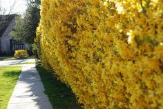 yellow flowers are growing on the side of a sidewalk in front of a house and trees