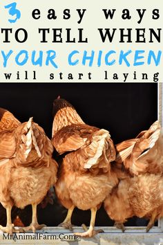 four chickens standing next to each other with text overlay that reads 3 easy ways to tell when your chicken will start laying