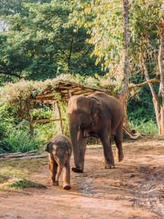 an adult and baby elephant walking down a dirt road in front of a wooden structure