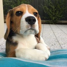 a brown and white dog laying on top of a blue blanket