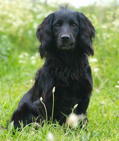 a black dog is sitting in the grass