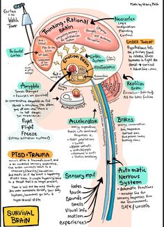 Neuro Science, Brain Anatomy And Function, Punkty Spustowe, Polyvagal Theory, Nervus Vagus, Dbt Therapy, Nurse Study, Psychology Notes, Psychology Studies