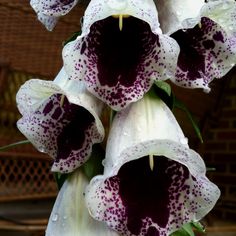 purple and white flowers with water droplets on them