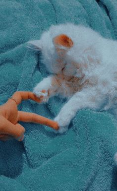 a cat laying on top of a blue blanket next to an orange toy carrots