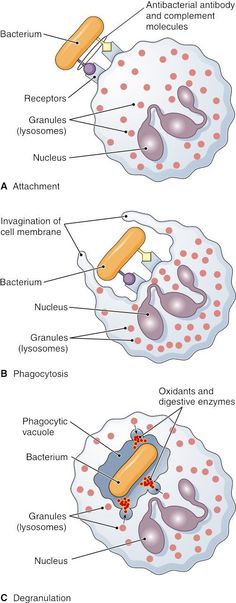 the structure of an animal's body and its structures, including cell membranes