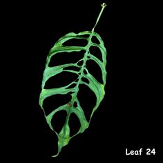 a large green leaf on a black background with the words leaf 24 written below it