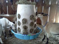 two goats are eating hay from a feeder