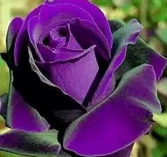 a purple rose with green leaves in the background