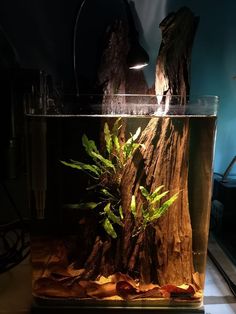 an aquarium filled with water and plants on top of a table next to a lamp