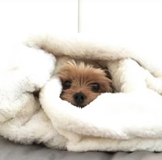 a small dog is peeking out from under a blanket