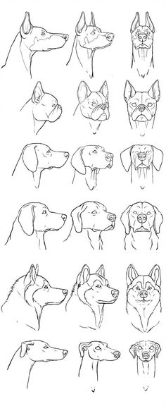 the different types of dogs'heads are shown in black and white, including one dog with