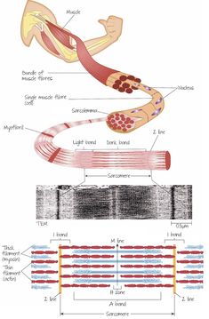 the muscles and their functions are labeled in this diagram, which shows what they look like