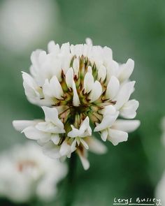 a white flower with green leaves in the background