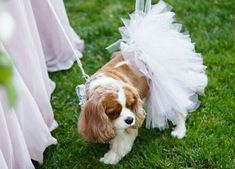 a collage of photos with a dog dressed up in wedding attire and bridesmaid dresses