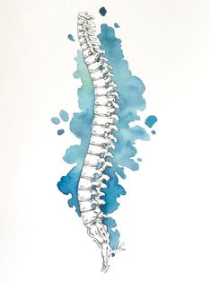 a watercolor drawing of a human skeleton