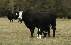 three cows standing in a field with trees in the background