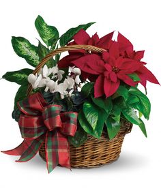 a basket filled with poinsettis and greenery on top of a white background