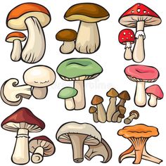 many different types of mushrooms on a white background