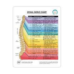 Decorate laptops, Hydro Flasks, cars and more with removable kiss-cut, vinyl decal stickers. Glossy, matte, and transparent options in various sizes. Super durable and water-resistant. This spinal nerve chart by national board-certified reflexology educator and intuitive reiki master teacher Chantel C. Lucier is an excellent resource for self-care and care for others. Use this chart to learn the spinal nerves, what they innervate, and the corresponding chakras colors for each vertebra. Chakras Colors, Spinal Nerve, Care For Others, Reiki Master, Chart Design, Reflexology, Nerve, Reiki, Science Poster