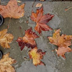 autumn leaves on the ground next to black shoes