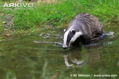 a badger is wading in the water with grass around it and another animal behind him