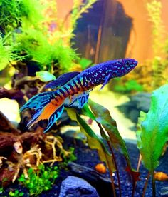 a blue and orange fish in an aquarium next to some green plants, rocks and water