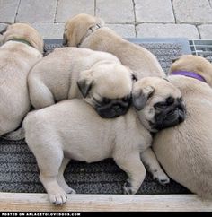 four puppies are huddled together on a mat