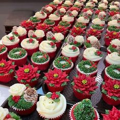 many cupcakes are decorated with poinsettis and holly wreaths on them