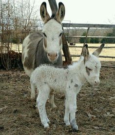 two baby donkeys standing next to each other