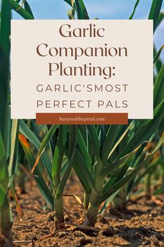 garlic plant with the title garlic companion planting garlic's most perfect pals