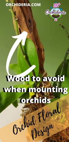 the words wood to avoid when mounting orchids