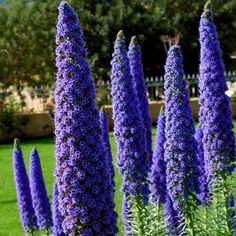 blue flowers are growing in the garden