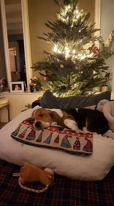 a dog laying on top of a pillow next to a christmas tree in a living room