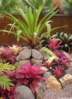 colorful tropical plants and rocks in a garden