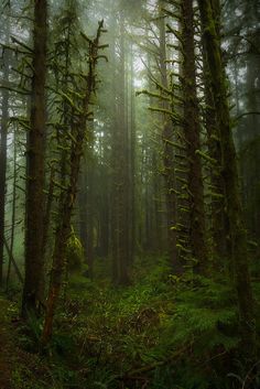 a forest filled with lots of tall trees covered in green mossy plants and ferns