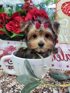 a small dog is sitting in a cup