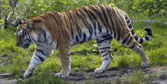 a large tiger walking across a lush green field