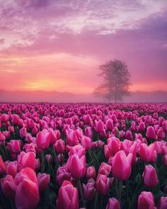 a field full of pink tulips with a tree in the background at sunset