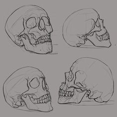 four different types of skulls are shown in this drawing